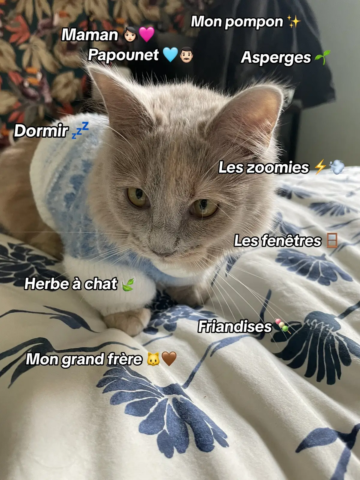 #cats #cat #chats #chat #catsoftiktok #kittensoftiktok #kitten #hakuumi #pourtoi #fyp #cute #mignon #girlcat #boycat #humour #funny #funnypic #cuddlycat #tabbycat 