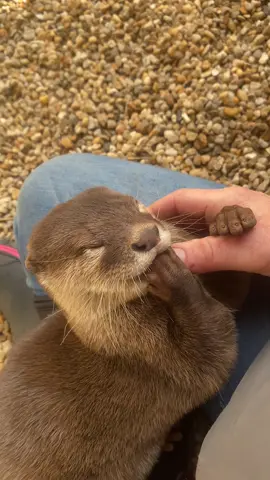 Yes, he sucks my thumb  #otter #babyotter #imhismom