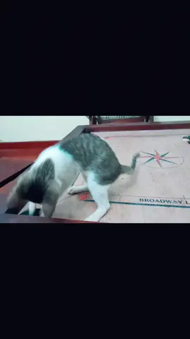 #new carrom player #