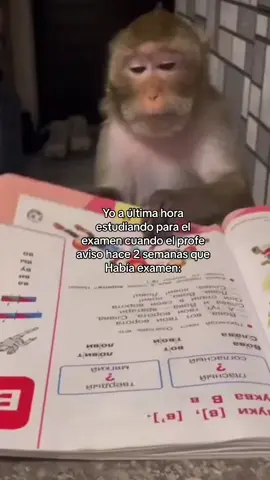🥰 #monkey 