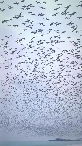 Regalos de la naturaleza 🏞️ #gaviotas #bandada #playa #aves #peru 