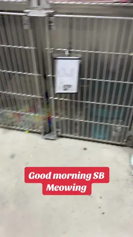 SB Meowing update! #teamedgarandivy #rescue #sbmowing 