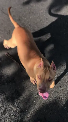 jalan jalan cari tukang sayur #fyppppppppppppppppppppppp #pitbulllove #anjing#anjingpitbull #