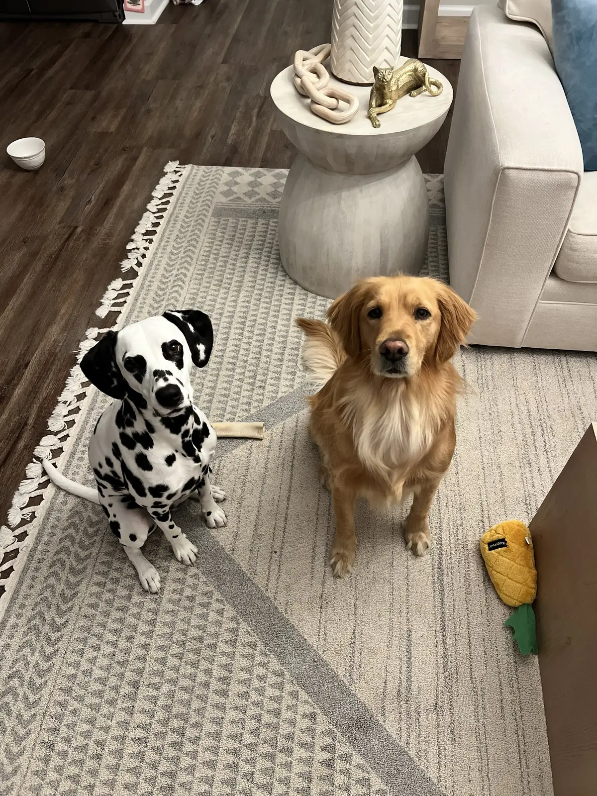 These two always getting into trouble tigether…. #goldenretriever #dalmatian #dogsiblings 