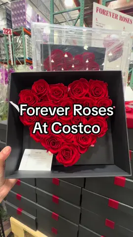 Forever Roses 🌹🌹 the most perfect gift for valentine’s day and its coming fast. $99.99. While they last.  🛒💨 #costco #costcofinds #costcotiktok #costcosecretdeals #costconew #costcomusthaves #costconewitems #costcomamma #costcodeals #costcogems #costcobuys 