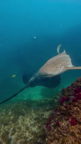 Watch out buddy 🫣😅 Beautiful leopard shark crossing paths with a big stingray🙏 #leopardshark #stingray #oceanlife #oceananimals #underwaterphotography #freedivinglife #julianrocks #byronbay 