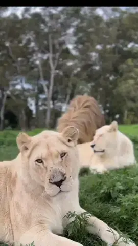 The usual squabble between Luna & Thulani as Snowdrop retreats out of the way… ending in the usual lion flop 💕