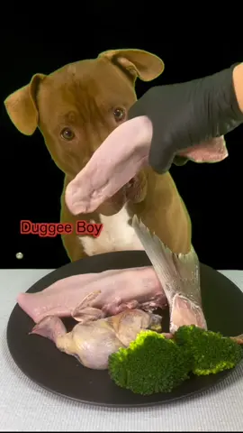Today's meal#dogeating #Mukbang #asmr #viral 