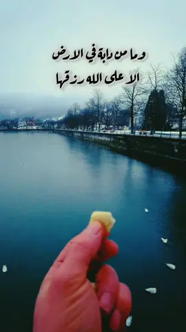 #وما_من_دابة_في_الارض_الا_على_الله_رزقها💜#foryou #عبق_الورد🤗🌺 