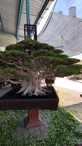 Beringin kimeng (ficus microcarpa) mantap koleksinya 😱🌿🌳 follow ig: @donnaked_86 Pict :  inspirasi  Facebook: Donnaked #donnaked86#bonsaiworld#bonsaitaman##instagram#bonsaithre#sancang#bonsaisancang#premnamicrophylla#bonsaimaster#fyp#viral#follow#bonsailovers#bonsaigram#art#seniman#taman#garden#bonsai#bonsaijapan#bonsaitaiwan#bonsaivietnam#bonsaifiliphina#bonsaithree#bonsailife#japanesegarden#exteriordesign