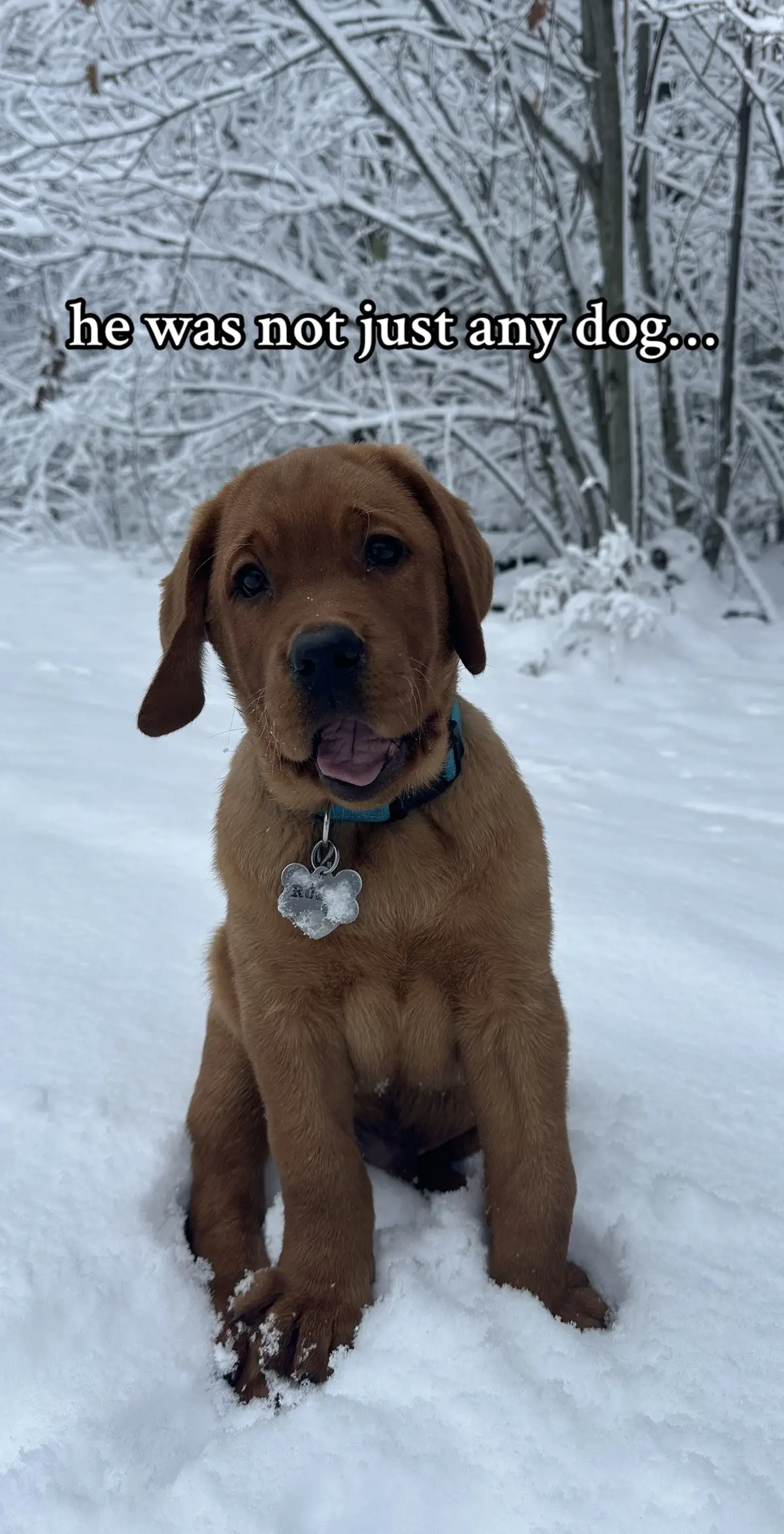 can anyone see the resemblence?! #rustytheredlab #foxredlabrador #foxredlabpuppy #labradorretriever #labradorsoftiktok #labradorpuppy #foxredlab #scrappydoo 