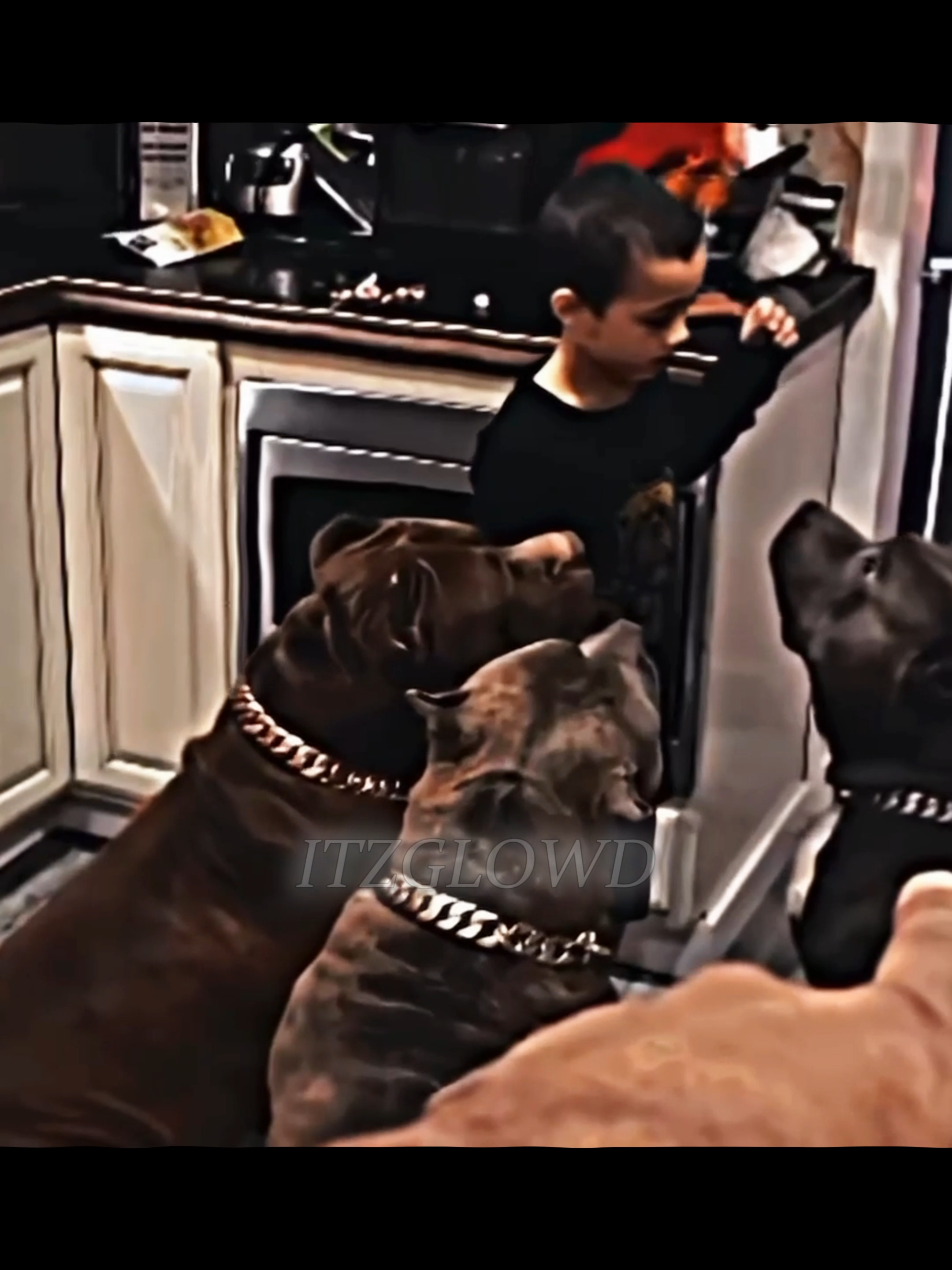 This Kid got a Dog Army.. 💯🫡 | SIGMA 🗿🍷| #viral #edit #dog #animals #sigma #sigmarules #trend #trending #sigma #respect
