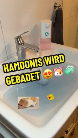 Hamdonis wird gebadet 🧼✨😇 #hamstercare #artgerechtehaltung #hamstersoftiktok #hamsterpflege Dürfen Hamster baden? Hamster sauber machen #sandbad #wasbrauchenhamster #riesenschockfürdiehamsterexperten #goldhamster #fy #wielebenhamster 