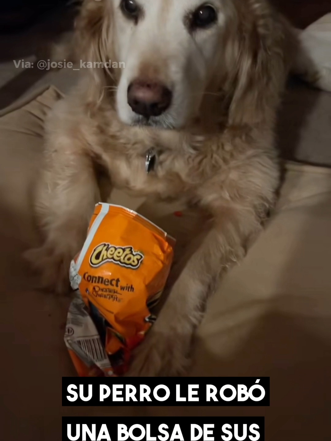 ¡Alerta de ternura y robo picante! Este perrito no suelta los Hot Cheetos de @josie_kamdan  por nada del mundo. ¿Quién ganará? #SituacionesdeVida #TikTokViral #HotCheetosChallenge #PetLovers #RoboAdorable #MomentoTikTok