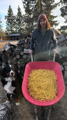 Kalan at the Rylee Ranch: Whats on the menu today? A wheelbarrow of dry pasta for the goats! #ryleeranch #kalanrylee #followme #foryou #foryoupage #fyp #trending #tiktok #Love #animals #viral #outdoor #winter #farm #farmlife #dailylife #gayboy #farmboy #alberta  #asmr #asmrsounds #asmrvideo #asmrtiktoks #asmrfood #asmreating #goatasmr  #maplethegoat #dollythegoat  #goat #stitchthegoat #lilothegoat #moanathegoat #annathegoat #elsathegoat #marythegoat #tinkerbellthegoat #alicethegoat #goatsoftiktok #pasta #drypasta #goatseatingpasta #rayathebernesemountaindog #bernesemountaindog #dog 