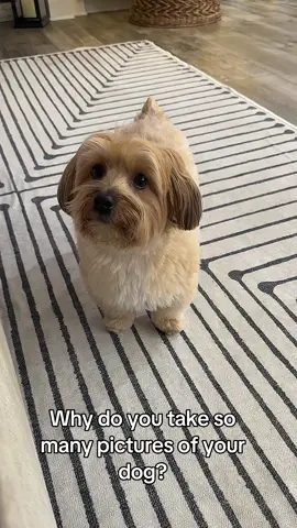 #CapCut #fyp #dog #morkie #cutedog #dogtok #dogsoftiktok #fypシ #smilingdog #funny