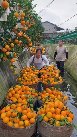 Amazing orange fruit harvesting from farmers with rural farming life and beautiful natural fruit farm #orange #nature #fruit #rural #amazing #farming #agriculture 