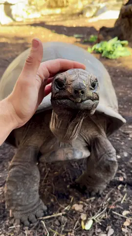 Edie is the sweetest tortoise around! 🥰🐢 #animals #cute #cuteanimals #reptiles #tortoise #fyp #foryou
