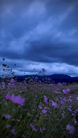En esta vida o en otra.  . . . #shotoniphone #clouds #flores #shotonfilm #naturaleza #oaxaca #coldweather #mountains #nature #triste #chillvibes #montañas #frio #cloudyday #naturaleza #naturelovers #flowers