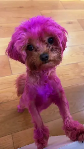 Meet Zoe #pinkdog #pink #maltipoo #dog 