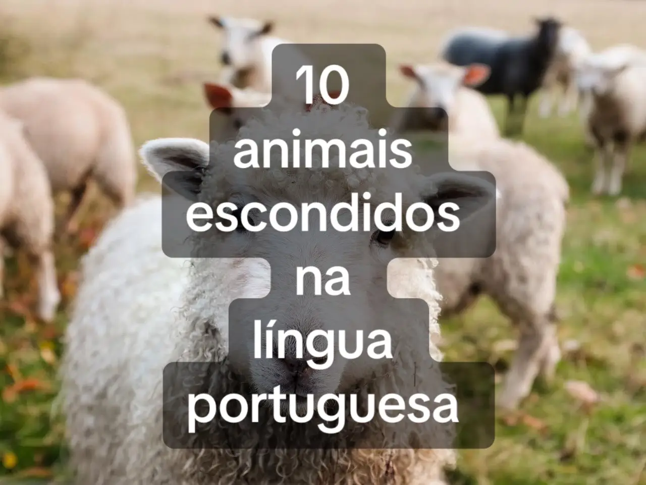 Há tantos… #lingua #portugues #linguaportuguesa #edutok 