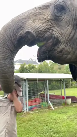 This Elephant just smacked my hat off Bubbles😅 here was orphaned and then raised by humans for basically her whole life🥰 She's a sweet girl and very smart🤩 She kept playing this little prank on me where she would knock my hat off🥲 Luckily she's knows how to be gentle😁 It's wild to see how she interacts with different people and her crushing this watermelon like nothing is pretty cool too😮 • • • #wow #beautiful #giant #elephant #orphan #fun #watermelon #crush #cool #video #moments #reels #tik #tok #tiktok #tiktokanimals #fun #funny #wild #wildlife #hungry #food #nature #bubbles #beautiful #amazing #animals