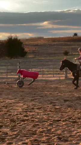 There’s no better dummy to learn how to rope on! 🙌🏼 #ropingdummiestexas - #teamroping #roping #rodeo #cowboy #ropingdummy #ropehorse #headhorse #roper #aqha #horses #equestrian