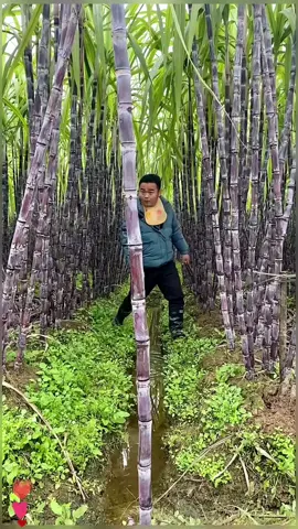 OMG😱🔥🥰🥰🥰🔥✨🤣🤣🤣🔥🌹🌹🌹
