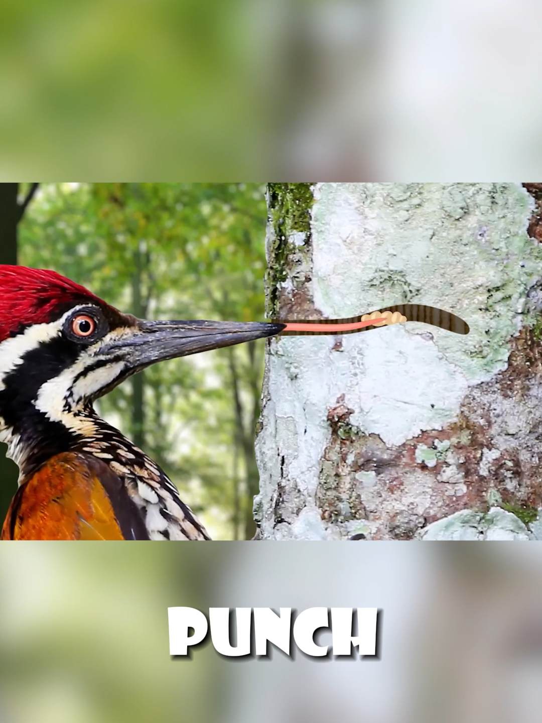 Why don't woodpeckers get concussions? Find out! 🐦🌳 #realanimaldoozy #animaldoozy #animal #animals #animalsoftiktok #animallover #WoodpeckerMystery #NatureFacts