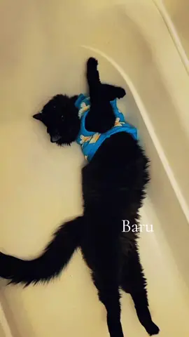 Gm from my Baru 🖤#catlovers #baruandnaru #catdadsoftiktok #smartcats #catmom #catcommunity 