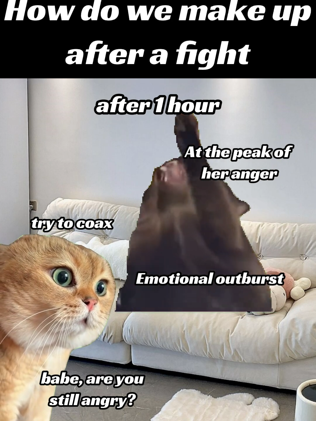 How do we make up after a fight #cat #catlover #catmeme #funny #Relationship #fyp