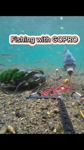fishing with Go Pro, at the howany fish we got ??? #fishing #spearfishing #diving #trap 