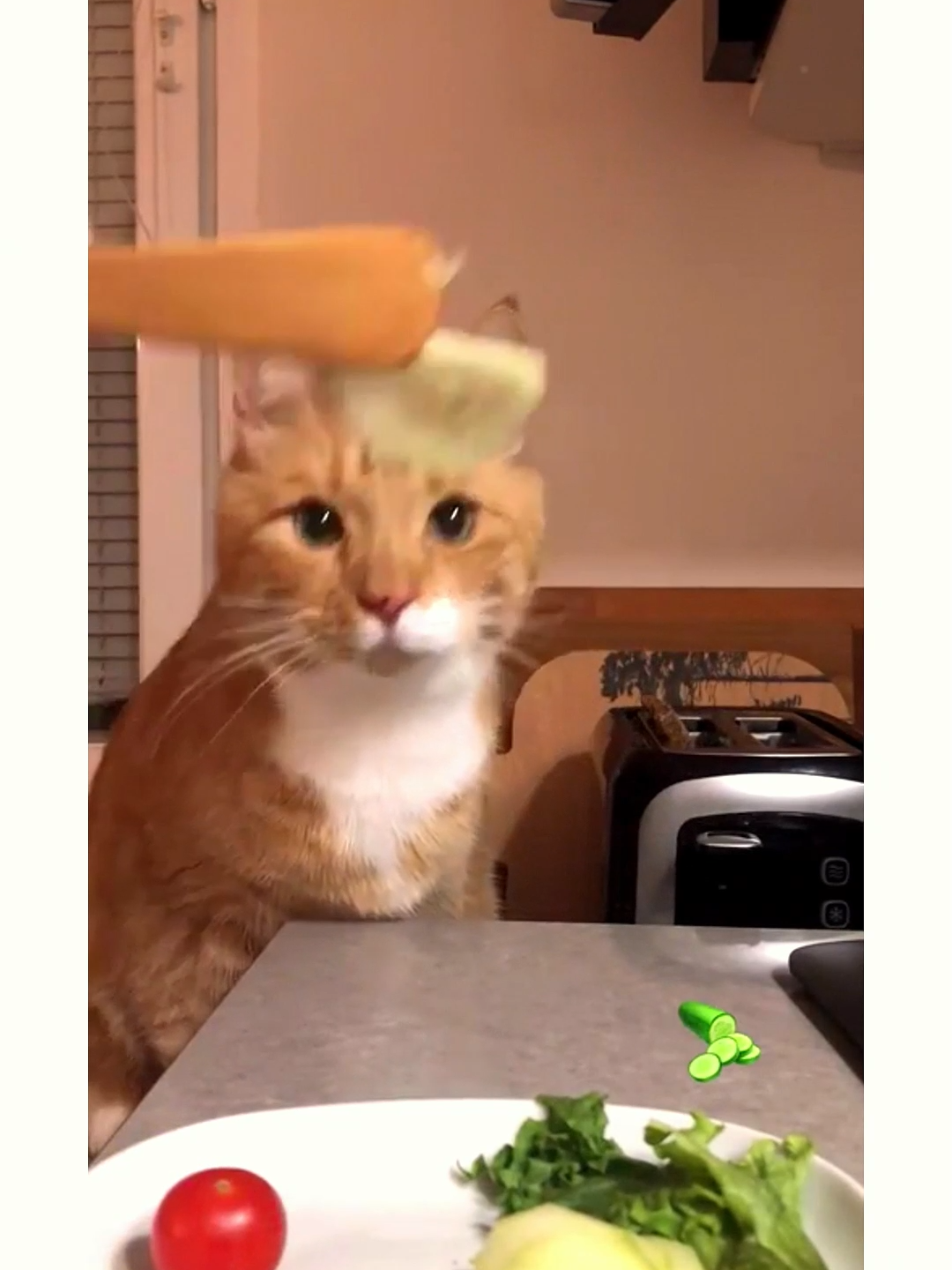 #meme  #tiktok  #funny  #cat #dog