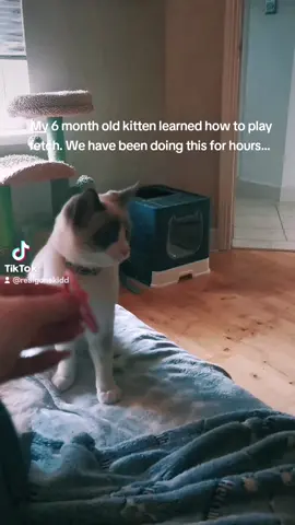 I can't cope with this 😭 I taught him to play fetch and it's so adorable I hope he never gets board of this 💕 #fyp #catdog #catricks #smartcat #foryoupage #kitten #ragamese #luffy 