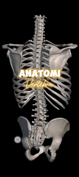 Anatomi Vertebra Semoga bermanfaat dan jangan lupa dihafalkan yaa🙏 #anatomi #keperawatan 