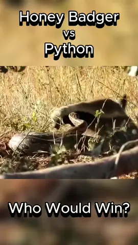 Honey Badger vs Python | Who Would Win? #honeybadger #python #fight #battle #badger #snake #whowouldwin #animalfight #animals #wildlife #tiktok #tiktokreels #reels #shorts #fyp #foryou #feed #epic #viral #animalcomparisons 