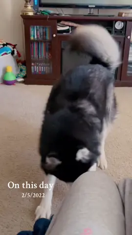 #onthisday It’s February! Will you be Haiku’s valentine? #haikuthehusky #fyp #viral #husky #dog 