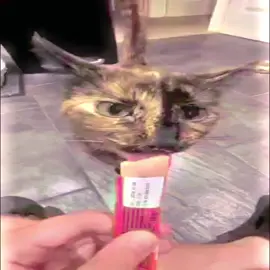 tiktok classic || #cats #cs2 #cat #csgo #catcore #csgomoments #pinkcore #csgofunny #silly