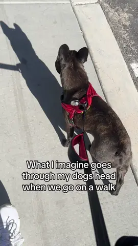 She loves a walk 💅🏼  #dogsoftiktok #relateable #frenchie #fyp #highheelsonmytippies #puppy 