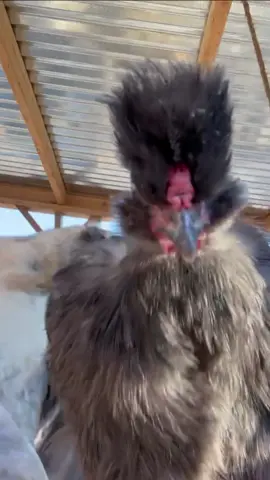 Easily the hardest trend of my life #dancingchicken #chickensoftiktok #backyardflock #chickentok #crazychickenlady #chickenkeeping #nakedneckchicken 