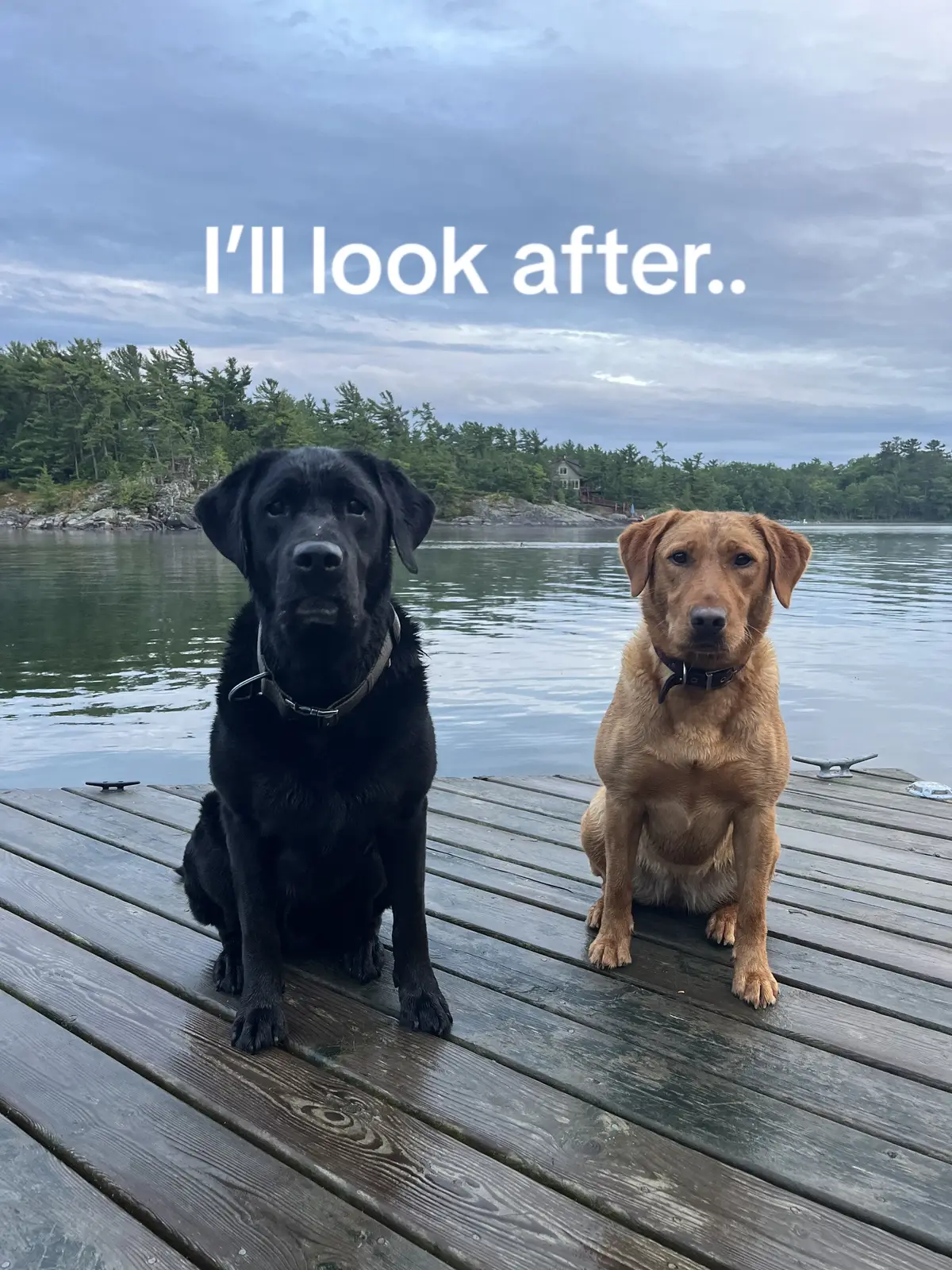 Lab besties from day 1 😍 #labsoftiktok🐾 #blacklab #redlab #labradors #fyp #trend #trending 