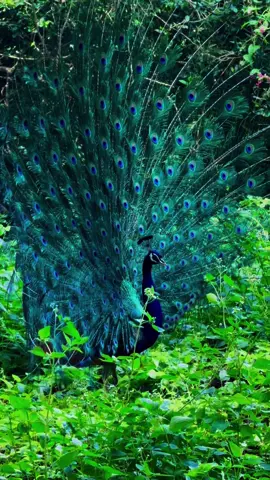 🦚🫡 had to drop another peacock vid 😅 but the peacocks in Sri Lanka are beautiful @National Geographic  #peacock #wildpeacock #srilanka #nationalgeographic 