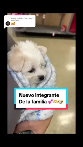 Replying to @Erika Gonzalez mis ninos estan tan contentos como no se imagianan ayudenme a dsrle su vienvenida y bendciones para qhe siemore este sana esta perrita 💕🫶 #mantenida #mamade4 #mamajoven #mamablogger #fakebodyy⚠️  #mamade4bendiciones  #senoravibes  #senorasenorita💎⛓  #diaenmivida  #rutinaencasa  #rutinadelamañana 
