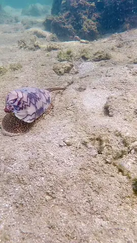 - Ấp Gành Dầu -  Phú Quõc, Vietnam . . . . All cone snails are venomous and capable of stinging. Cone snails use a modified radula tooth and a venom gland to attack and paralyze their prey before engulfing it. . . . . . #vietnam #phuquoc #phuquocisland #ganhdau #ocean #underwater #ganhdauphuquoc #vietnamtiktok #travel #traveltiktok #travellife #asia #southeastasia #fyp #foryou #foryourpage
