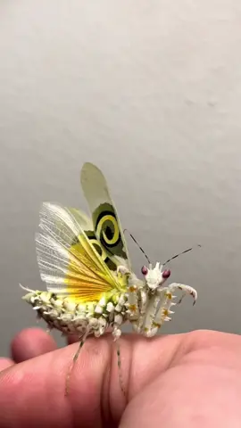 Lil miss attitude✨💁🏼‍♀️ #prayingmantis #mantis #mantisesoftiktok #mantises #prayingmantisoftiktok #attitude #meangirls #buggirl #spinyflowermantis #spingflower #bugs #bug #insect #creature #beautiful 