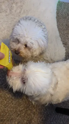 The pups are way better reviewers than I am!! 