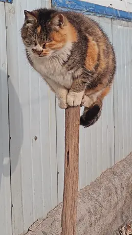 Unrivalled skill#fyp #cute #cats 