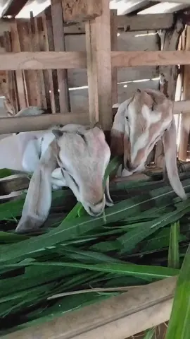 Marcelino farm🤣🙏🙏 #peternakmuda #fypシ #etawa #etawa #peternakpemula😅 