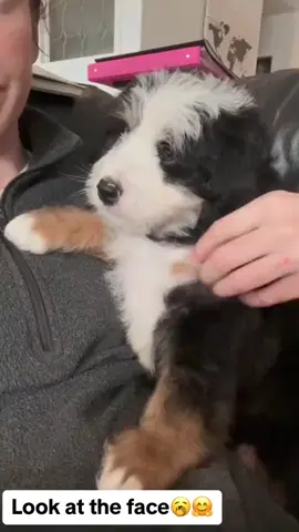 #wildrosebernedoodles#wildrosesheepadoodles#doodlesofcanada#canadiandoodles#bernedoodle#bernedoodles#minibernedoodles#microbernedoodle#bernedoodlepuppy#doodle##hometowndoodle#hometowndoodles#minibernedoodle#minibernedoodles#minibernedoodlesoftiktok#miniberns#bernicemountaindog#f1minibernedoodles#doodles#minis#doodlesoftheworld#minipoodle#puppies#pets#dogsoftiktok#familyraised#familyraisedpets#familyraisedpuppies#familyraiseddoodles#america#canada#uk#australia#germany#europe