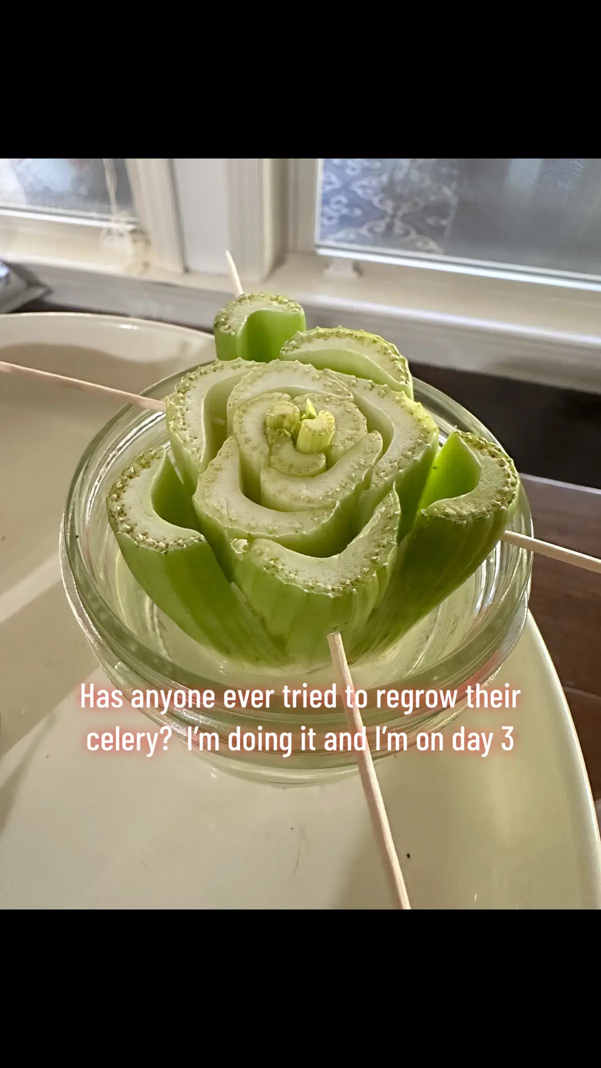 Has anyone ever tried to regrow their celery?  I’m doing it and I’m on day 3  #renewablefood #food #foodhacks #cookwithbrooke #gardening